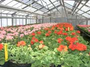 Blumen bestellen Blumen bestellen Wien direkt von der Gärtnerei in Wien